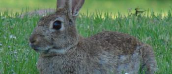 No sean ratas, perdonen a Hugo